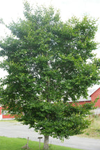 Bøk Ved Chunks (2,5-3kg)